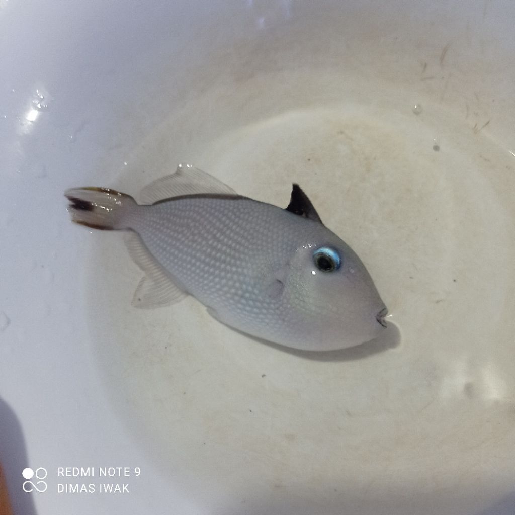 Ikan Hias Laut | Triger Muka Biru Betina | Xantichicthys auromarginatus