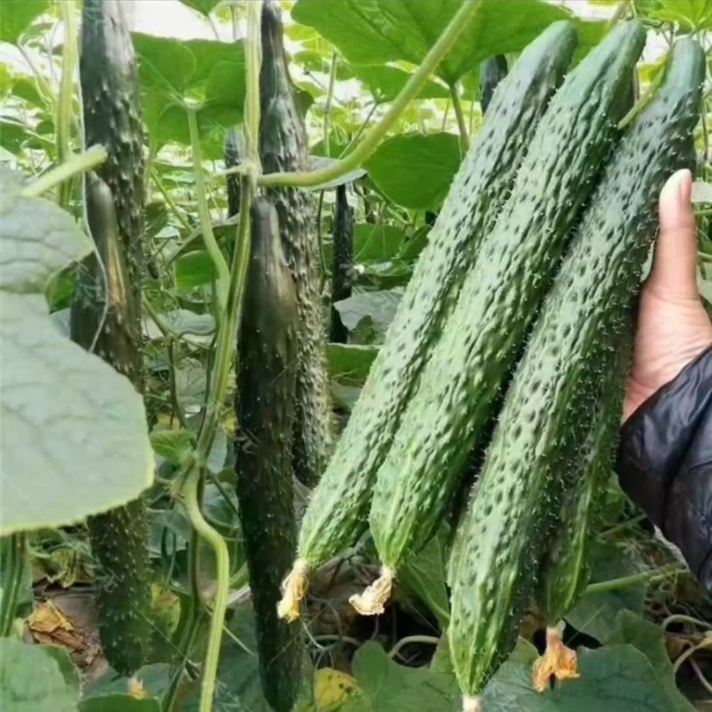 5 Biji Benih Timun Jepang Benih Unggul Timun Jepang Import Murah