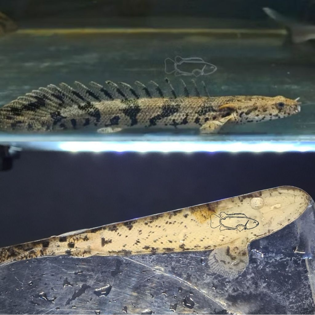 Palmas Endlicheri Spotbelly (Polypterus endlicheri) marking oke