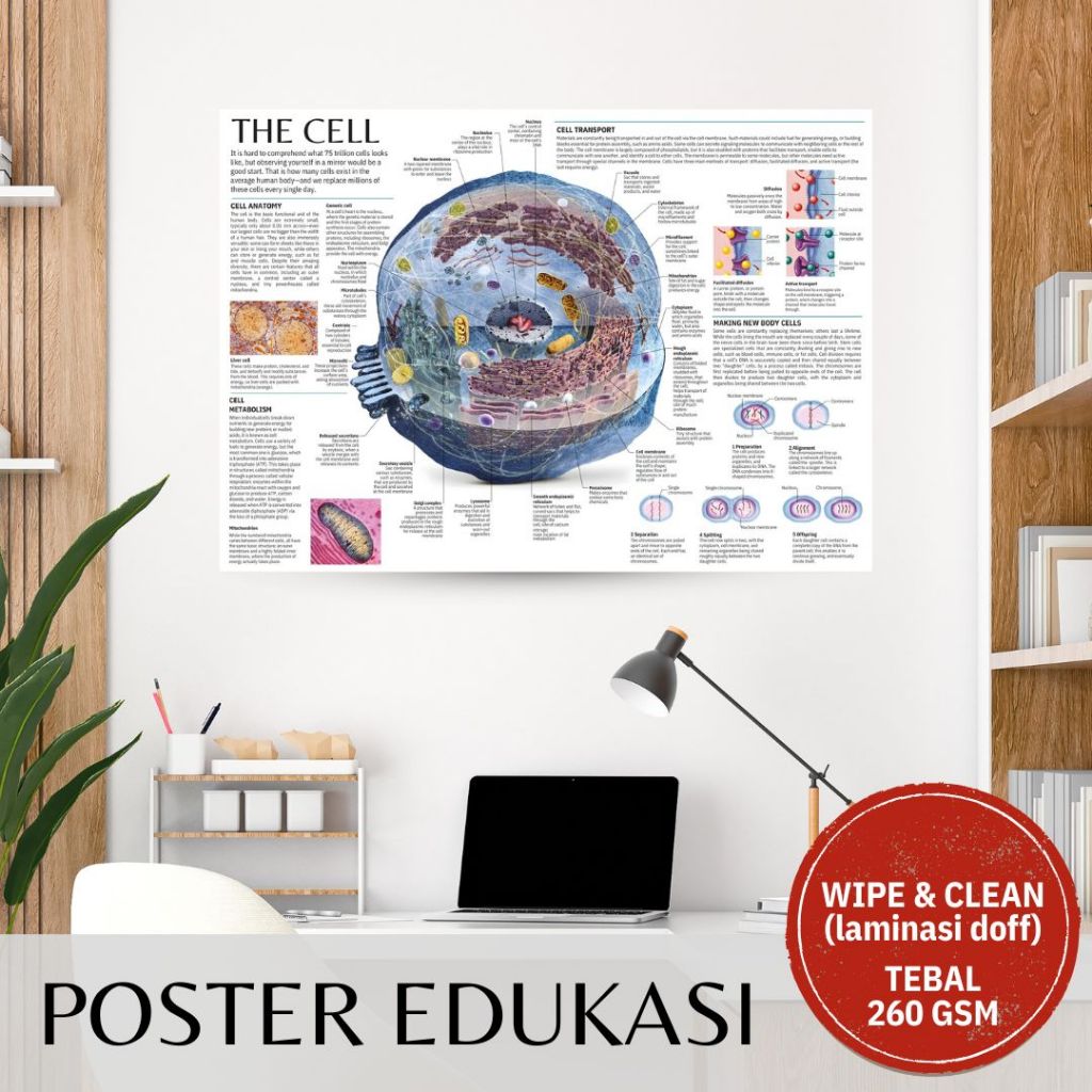 Poster Edukasi Anak Pendidikan Sains Evolusi Sel Tubuh Wipe Clean Anti Air