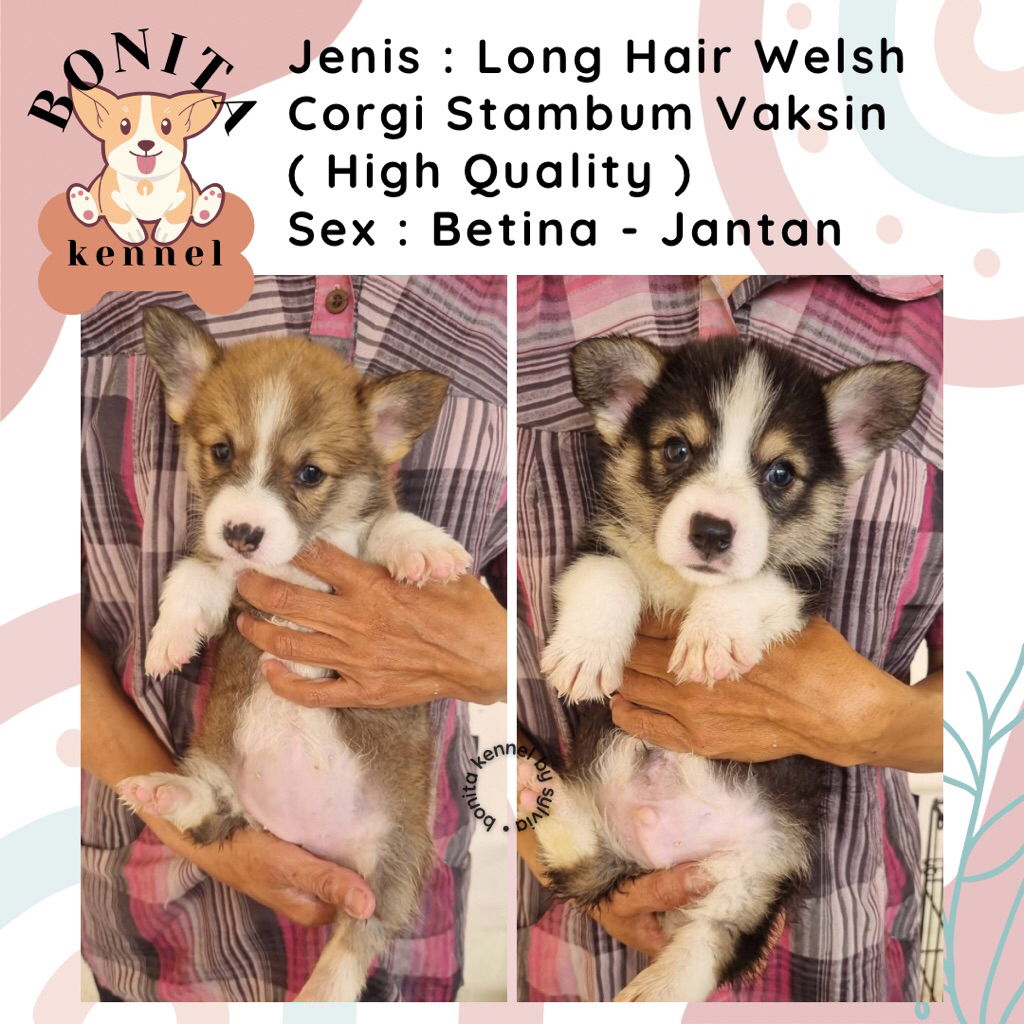 Long Hair Welsh Corgi Stambum Sable Three Color Anak Anjing Corgi Jantan Betina