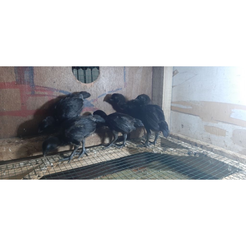 Ayam Cemani lidah hitam dan abu abu