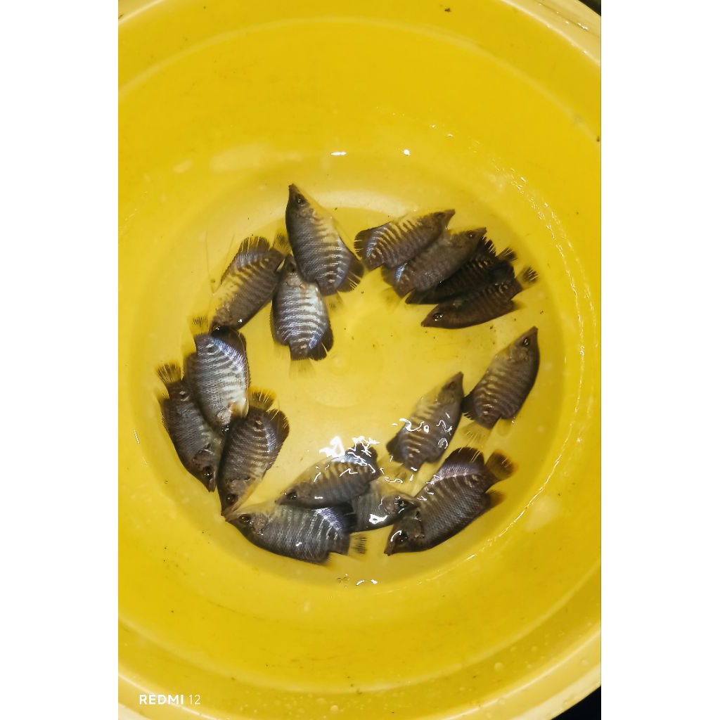 Bibit Ikan Gurami Uk.2 Jari