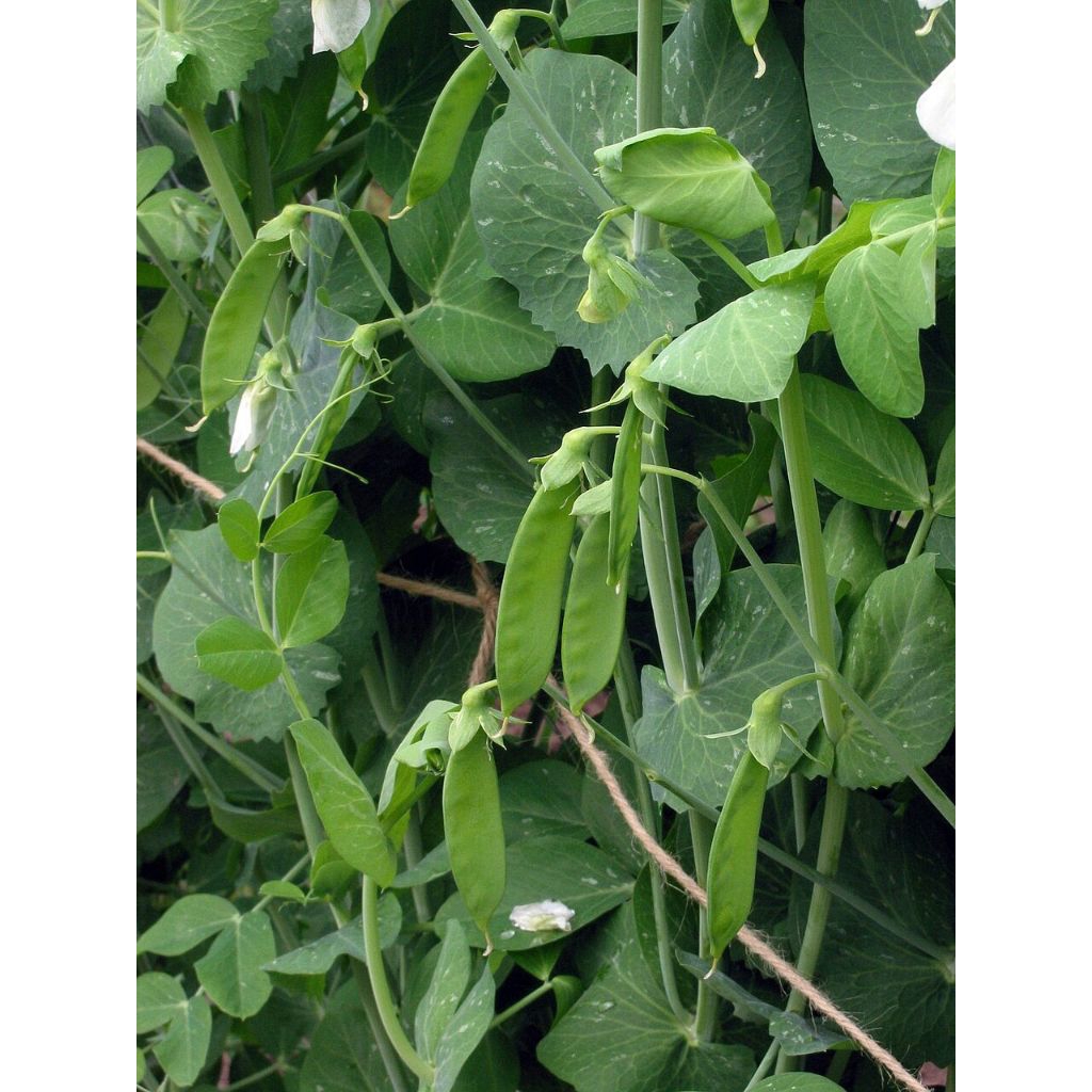 Benih Biji Kacang Kapri Polong Pipih Bibit Benih Biji Kacang Polong Bibit Kacang Kapri Snow Pea