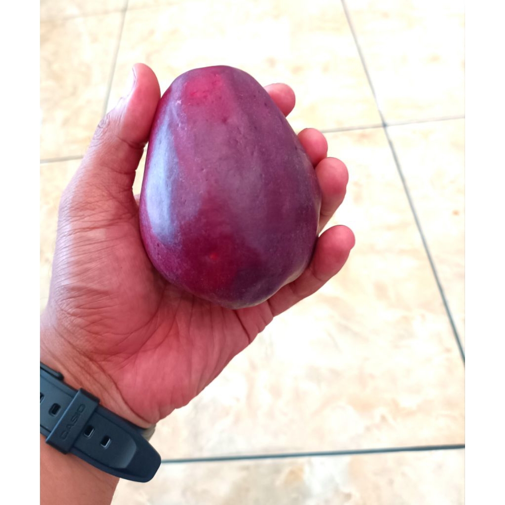 Bibit Buah Sumbar - Jambu Bol Jambu Jamaika Ungu Kehitaman