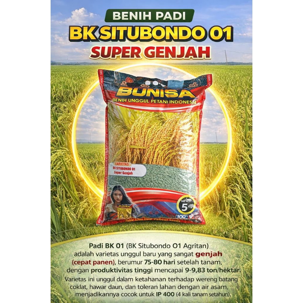 PADI GENJAH BK SITUBONDO 01 UMUR 75 HST PANEN ( ORIGINAL )