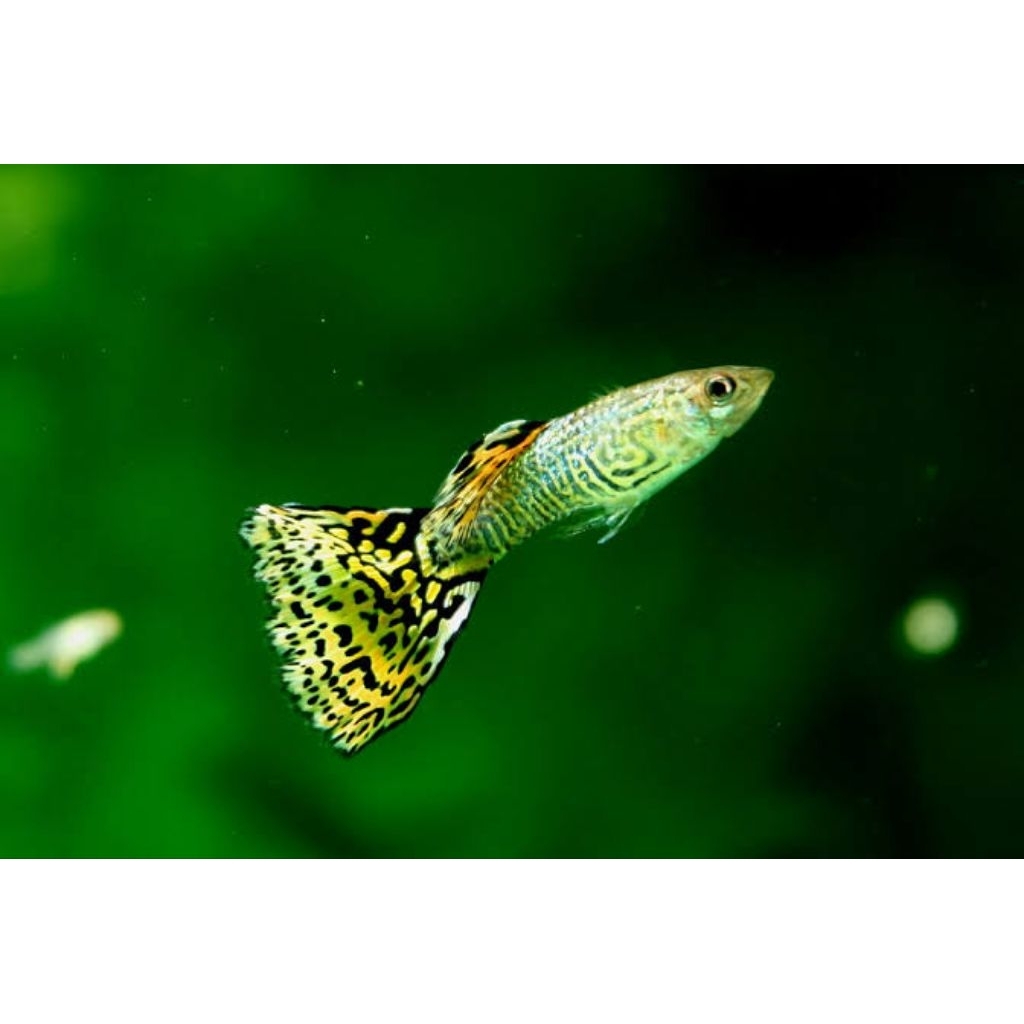 Aksesoris Aquarium Green Snake Skin Guppy Only Male Hanya Jantan Hiasan Aquascape |Ikan Hias Bozz Lo
