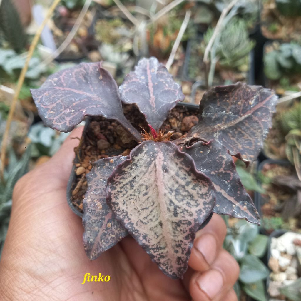 euphorbia francoisii crassicaulis hybrid maple, big leaf (31)