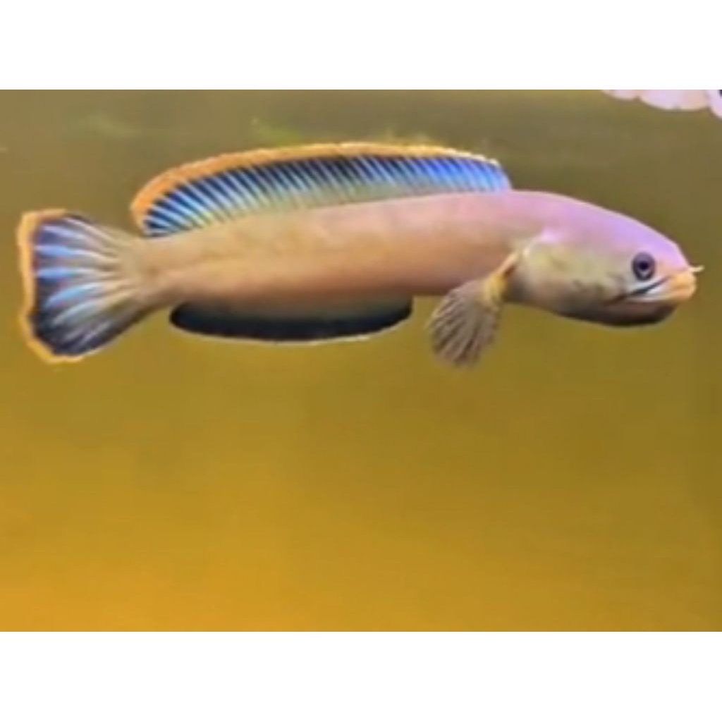 Channa limbata cb Lawu good quality full pelet