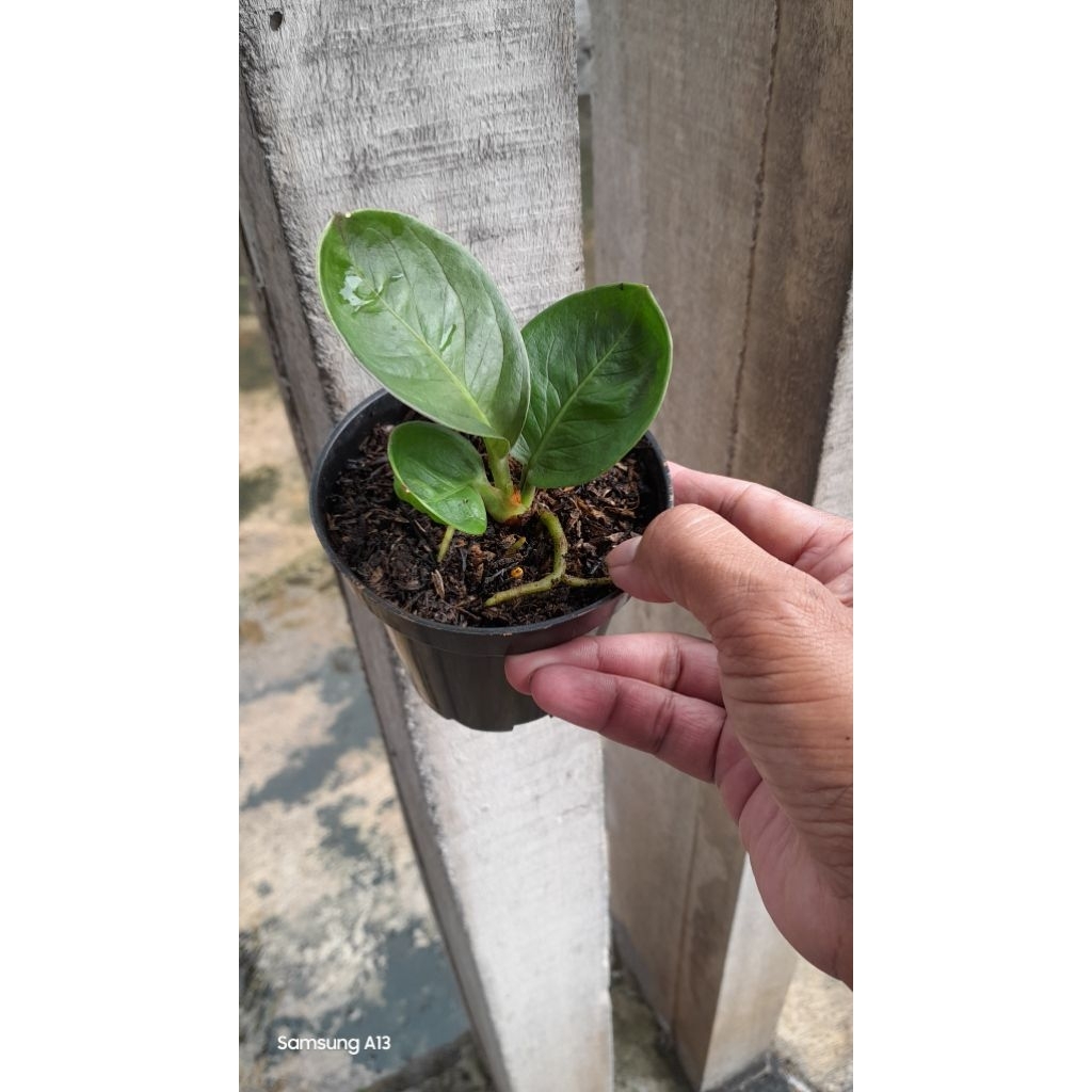 Anthurium Jemani/Jenmani Mangkok GRANDPA (Size Baby Daun 3) (4)