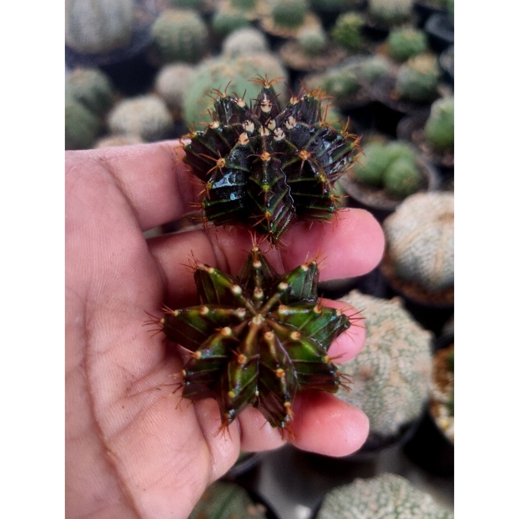 MIHA HYBRIDA BROWN 1 PAKET 2 PCS SEEDLING //KAKTUS HIDUP//MIHA HYBRIDA VARIGATA//KAKTUS//KAKTUS MURA