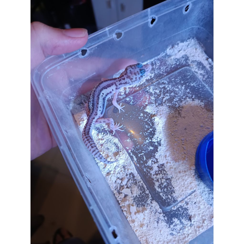 action figure leopard gecko juvenile random morph MURAH free kalsium gutload