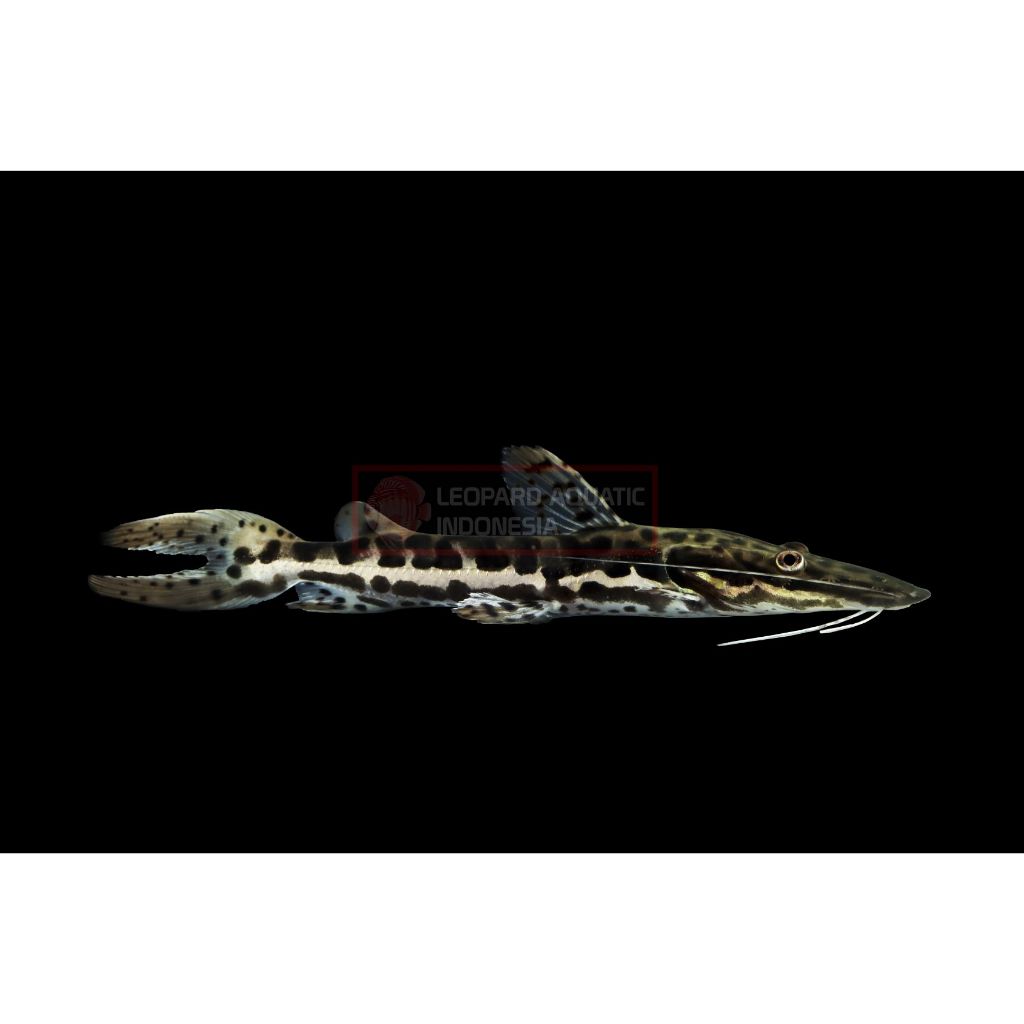 Tiger Shovel Nose Catfish / Ikan Hias