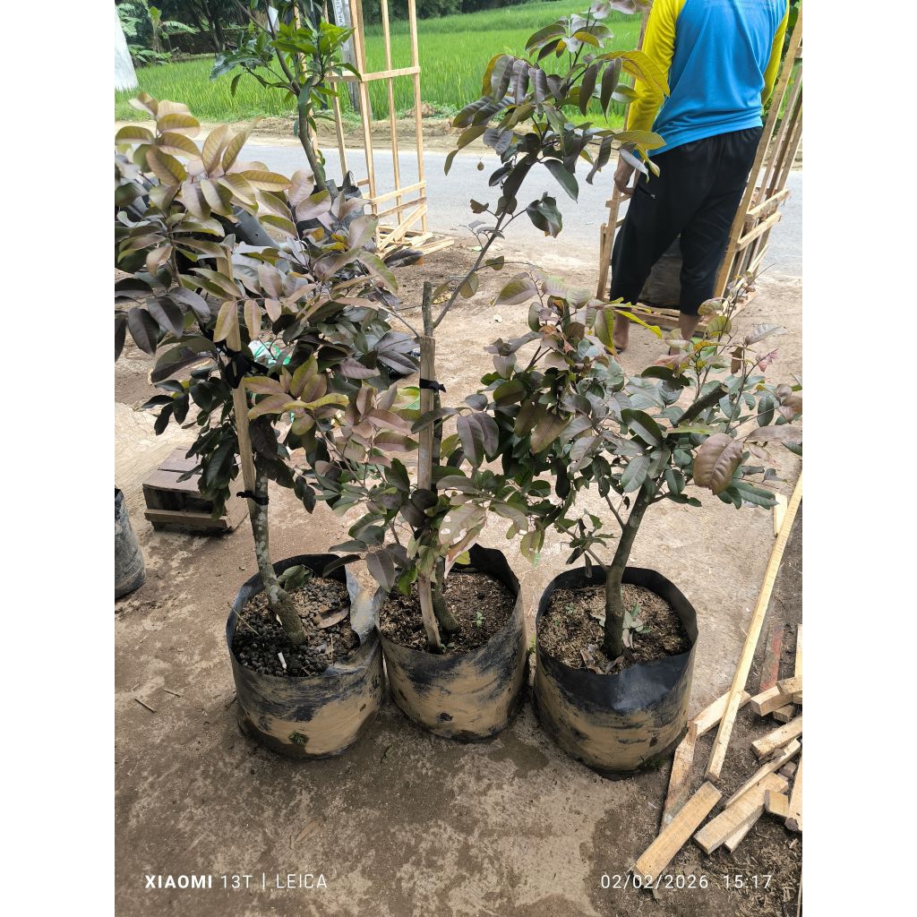 bonsai kelengkeng merah (batang besar)