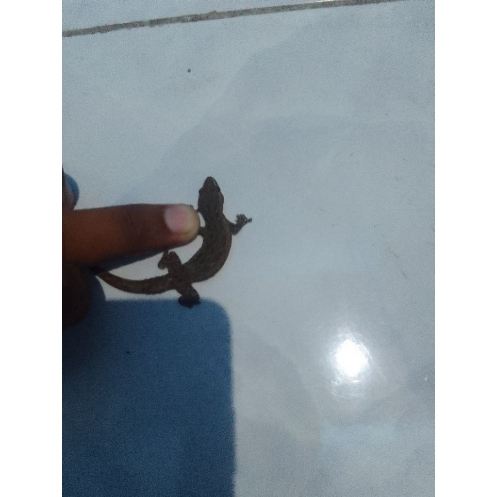 Cicak pakan reptil (hidup)