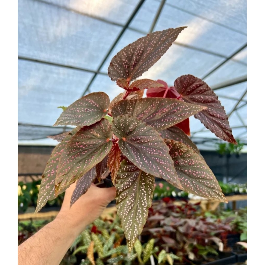 tanaman begonia coccinea - begonia - tanaman begonia