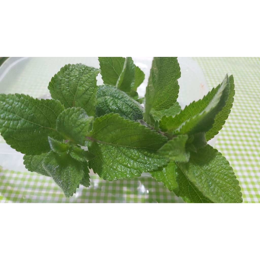 Daun Mint Segar | Daun Mint Kemasan Plastik 10cm