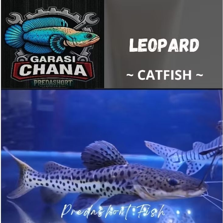Leopard catfish garansi 100% real