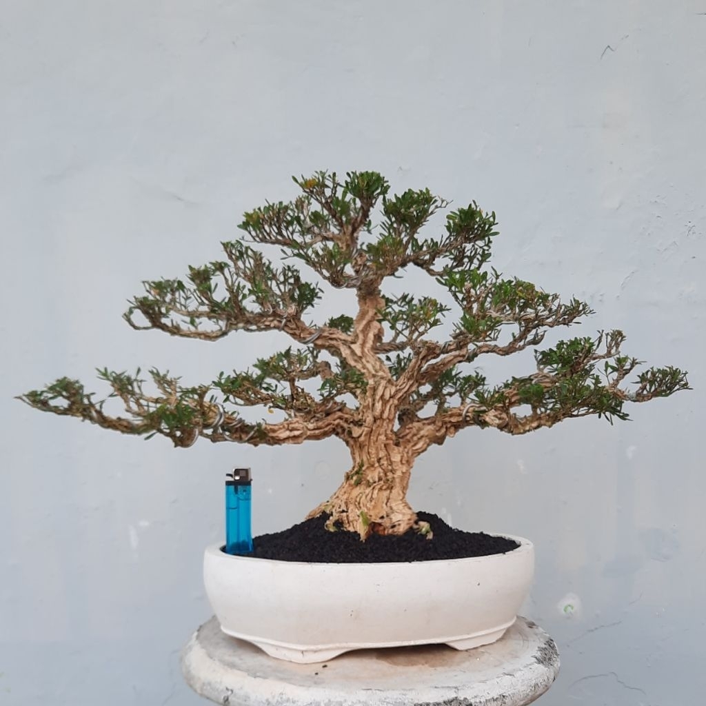 bonsai boxus boksus boxsus harlandii