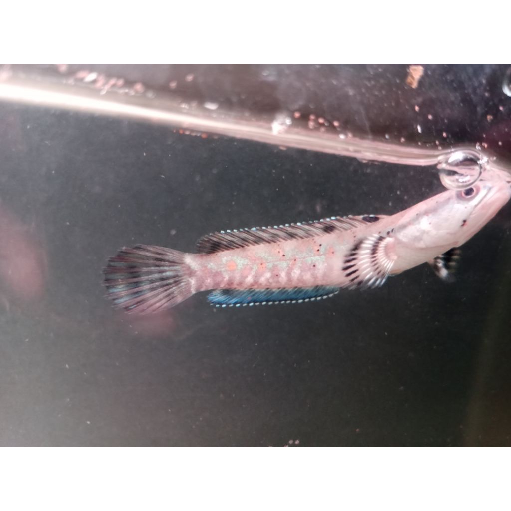 Ikan chana pulchra blue pulchra mantap, aktif dan agresif