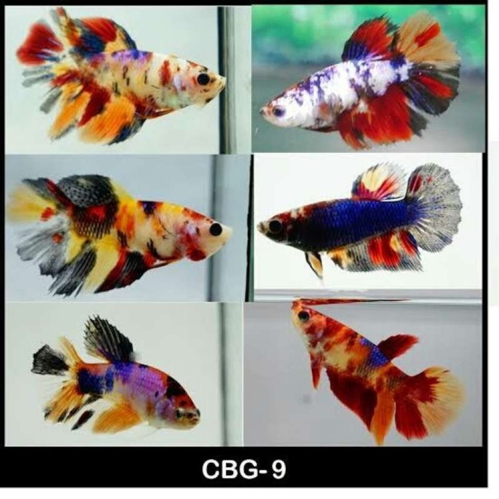 ikan cupang satu pasang random ikan cupang Bahanan breeding ikan cupang random khusus pemula ikan cu