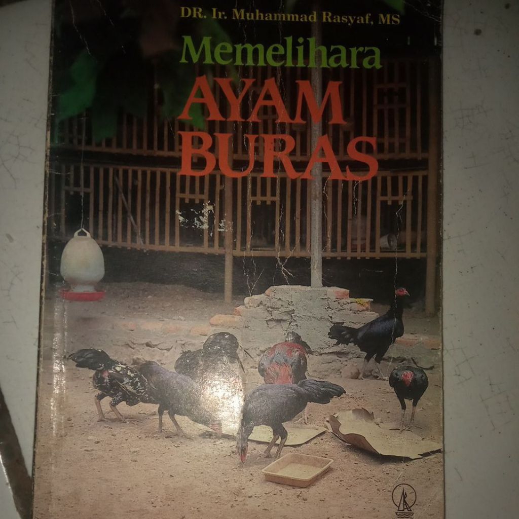 Memelihara ayam buras