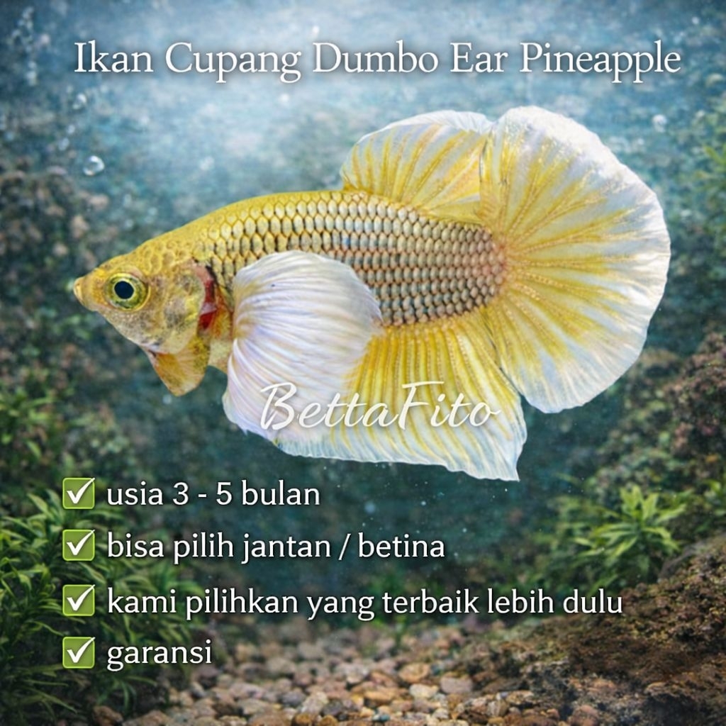 ikan cupang dumbo ear pineapple