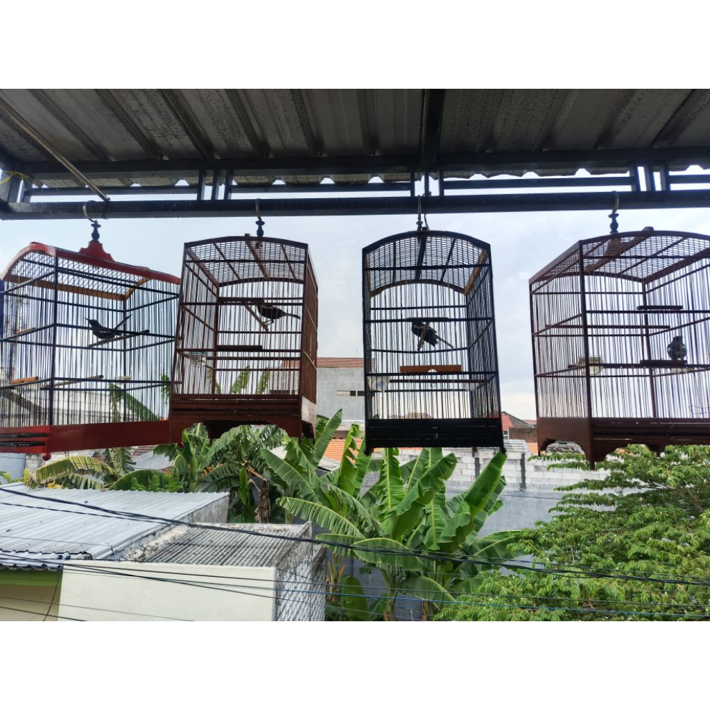 Burung Kacer Dada hitam dan putih