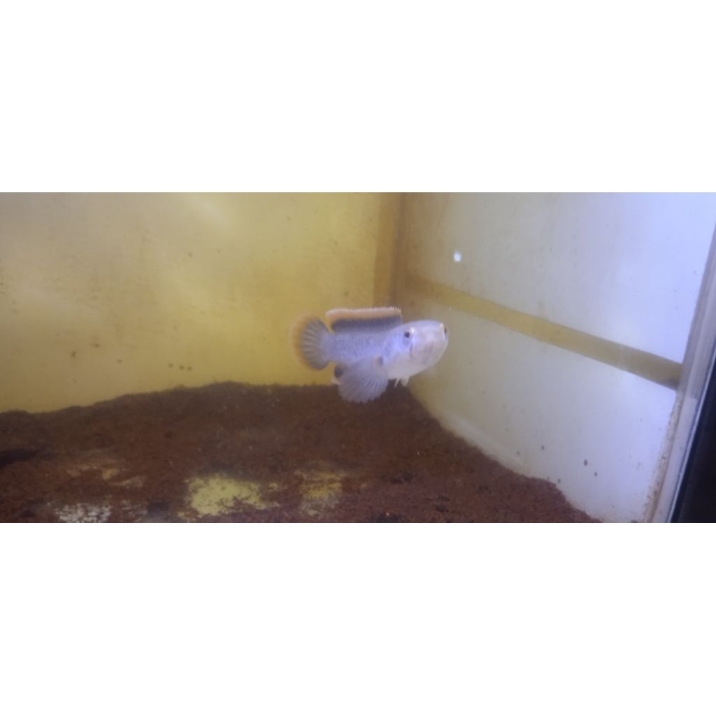 hiasan aquarium limbata cb 5cm 10e