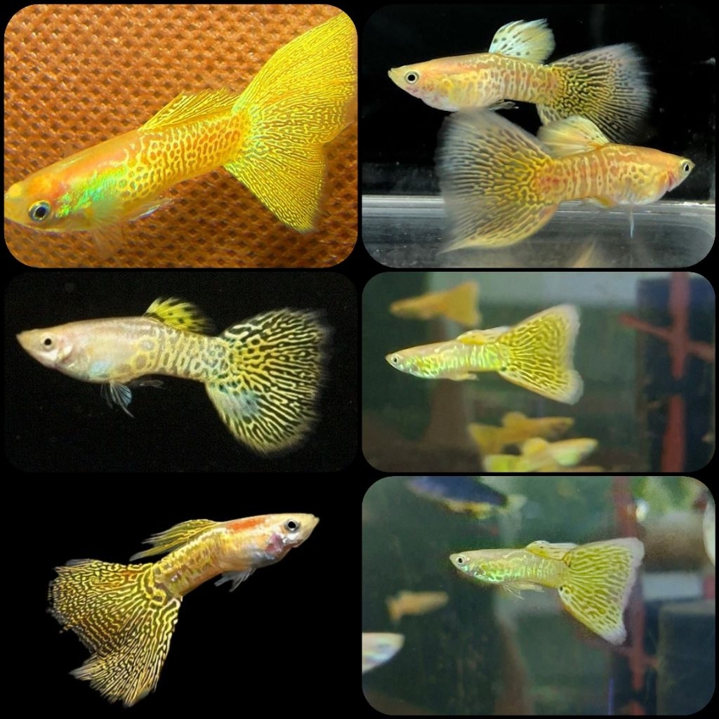 ikan hias guppy yellow cobra untuk aquarium dan aquascape