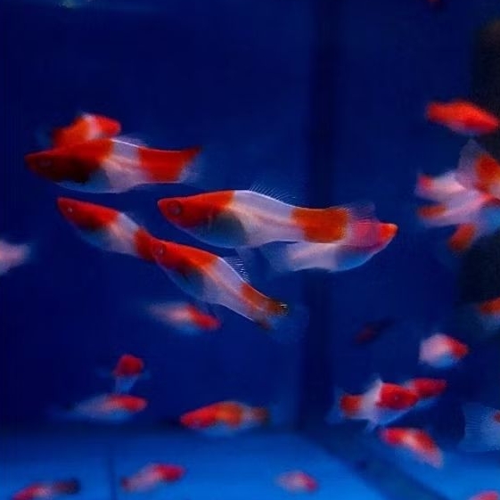 Platy Kohaku / Santa