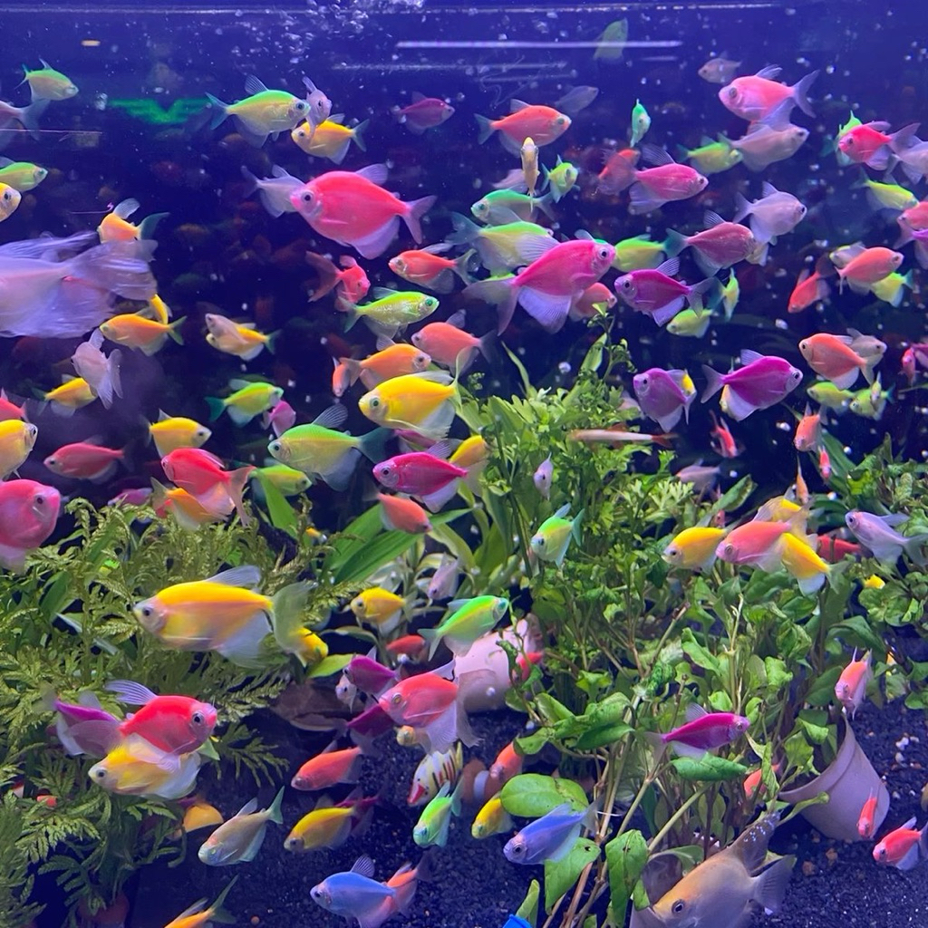 [Chan Aquatic] Ikan Hias Glofish Tetra Size M Ikan Warna Warni