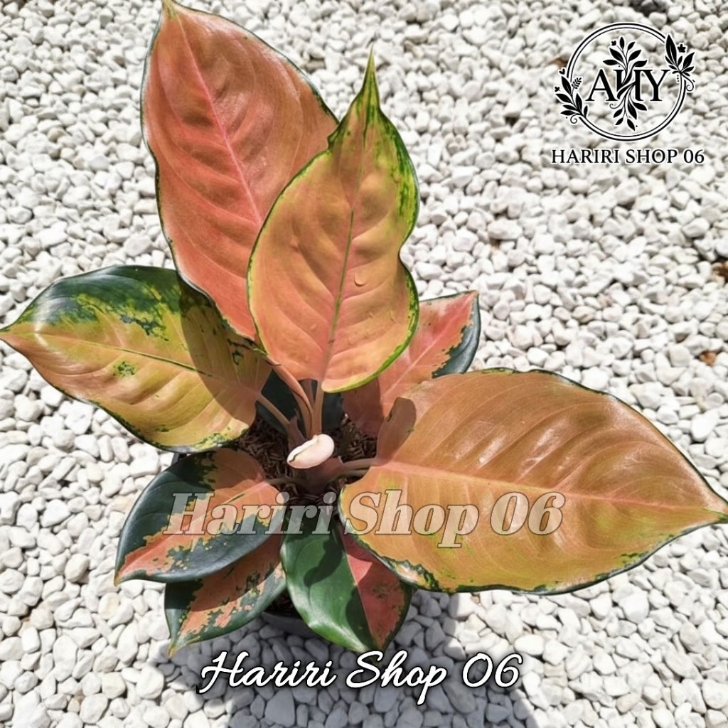 Aglonema Kochin Tembaga Monvory-Tanaman Hias agonema Monvory Dewasa Rimbun