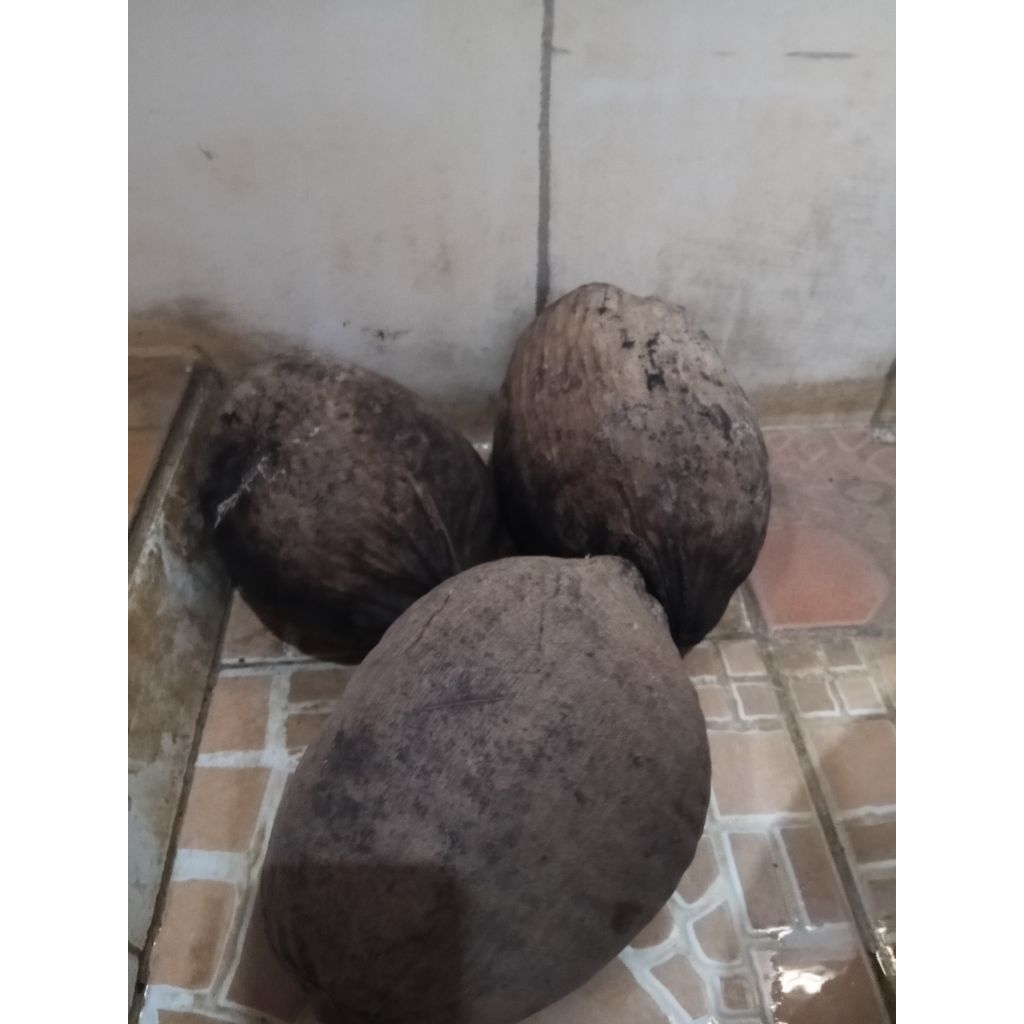kelapa gading tua cocok untuk di buat bibit 1 buah