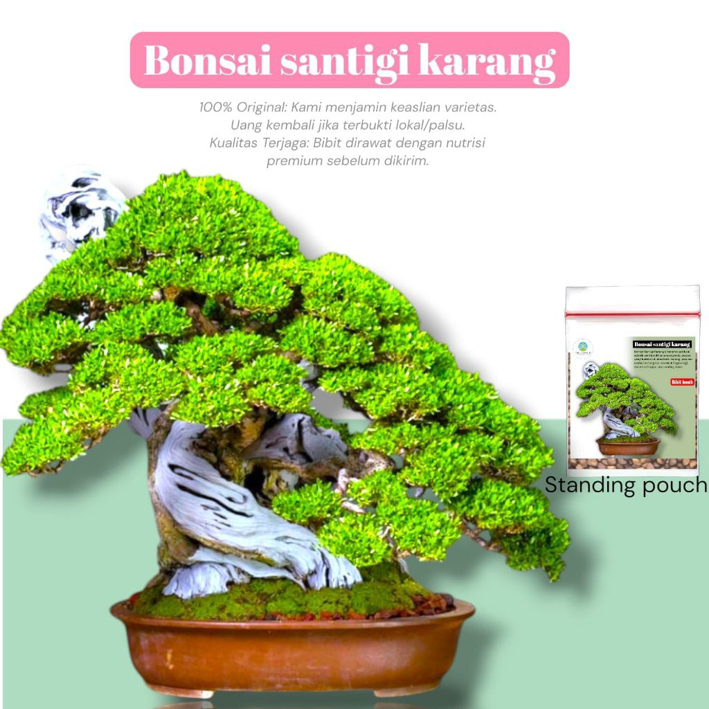 [ 15 Biji ] Bibit Bonsai Santigi Karang | bonsai pemphis acidula