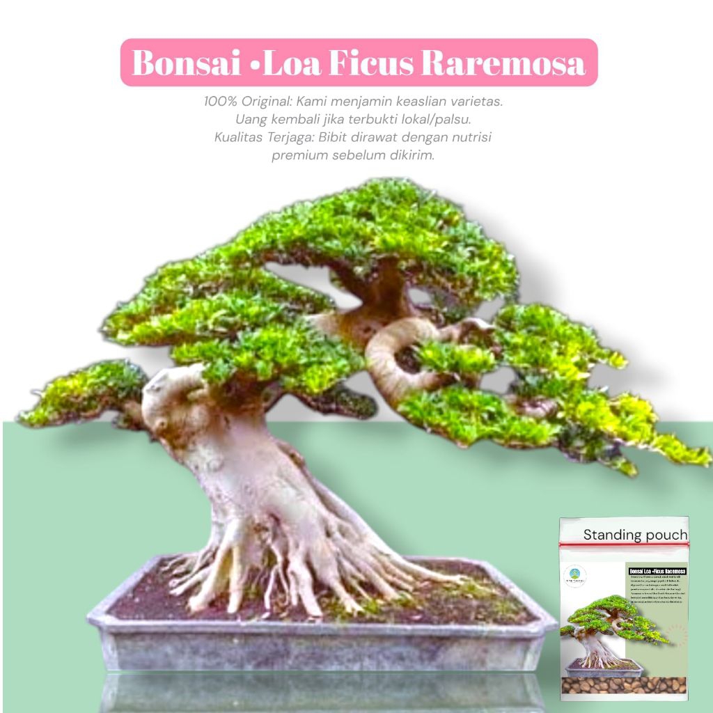 [ 15 biji ] Bibit Benih Bonsai Loa ficus Raremosa | impor seed top quality premium