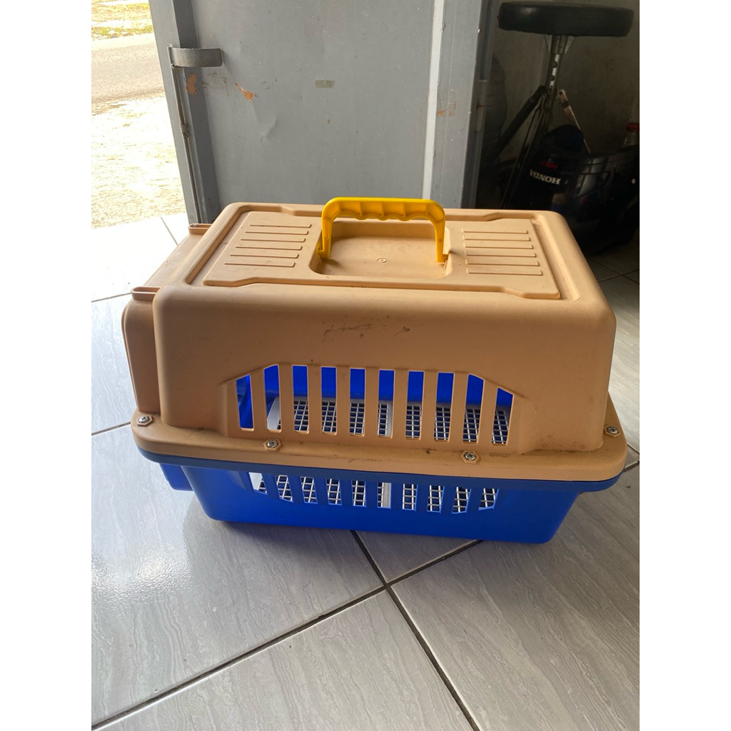 pet cargo Kucing uk besar