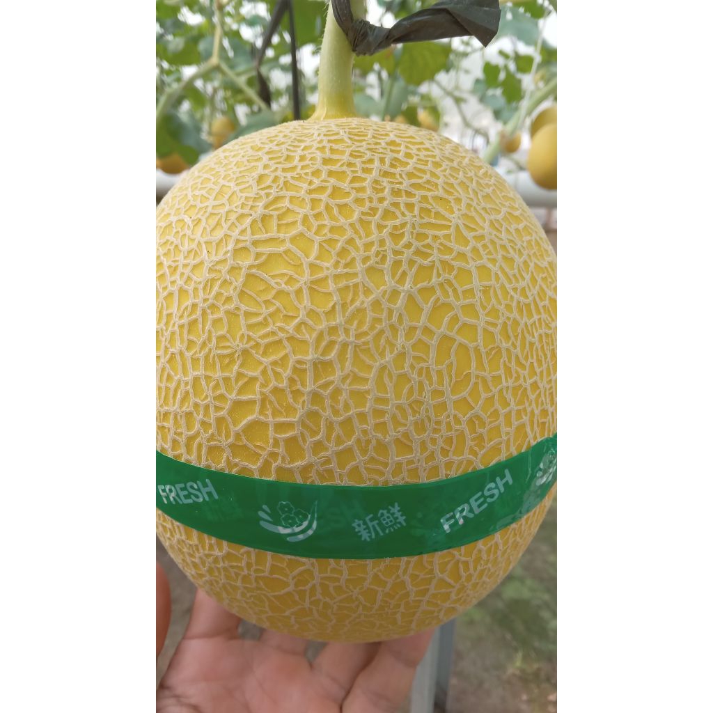 melon inthanon
