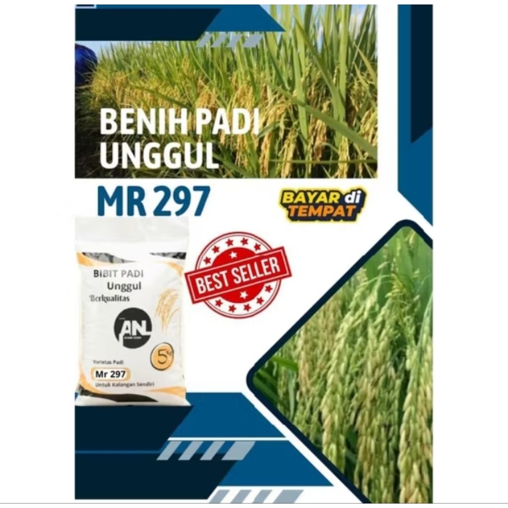 Bibit Padi MR 297 -5Kg Original Varietas Padi Kokoh Tahan Hama Hasil Optimal