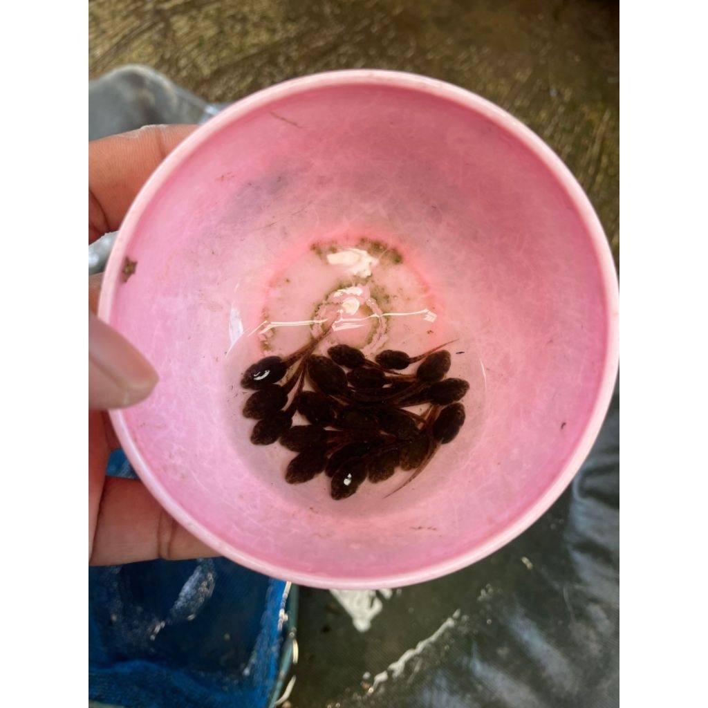 pakan Aligator kecebong paketan 100 Ekor