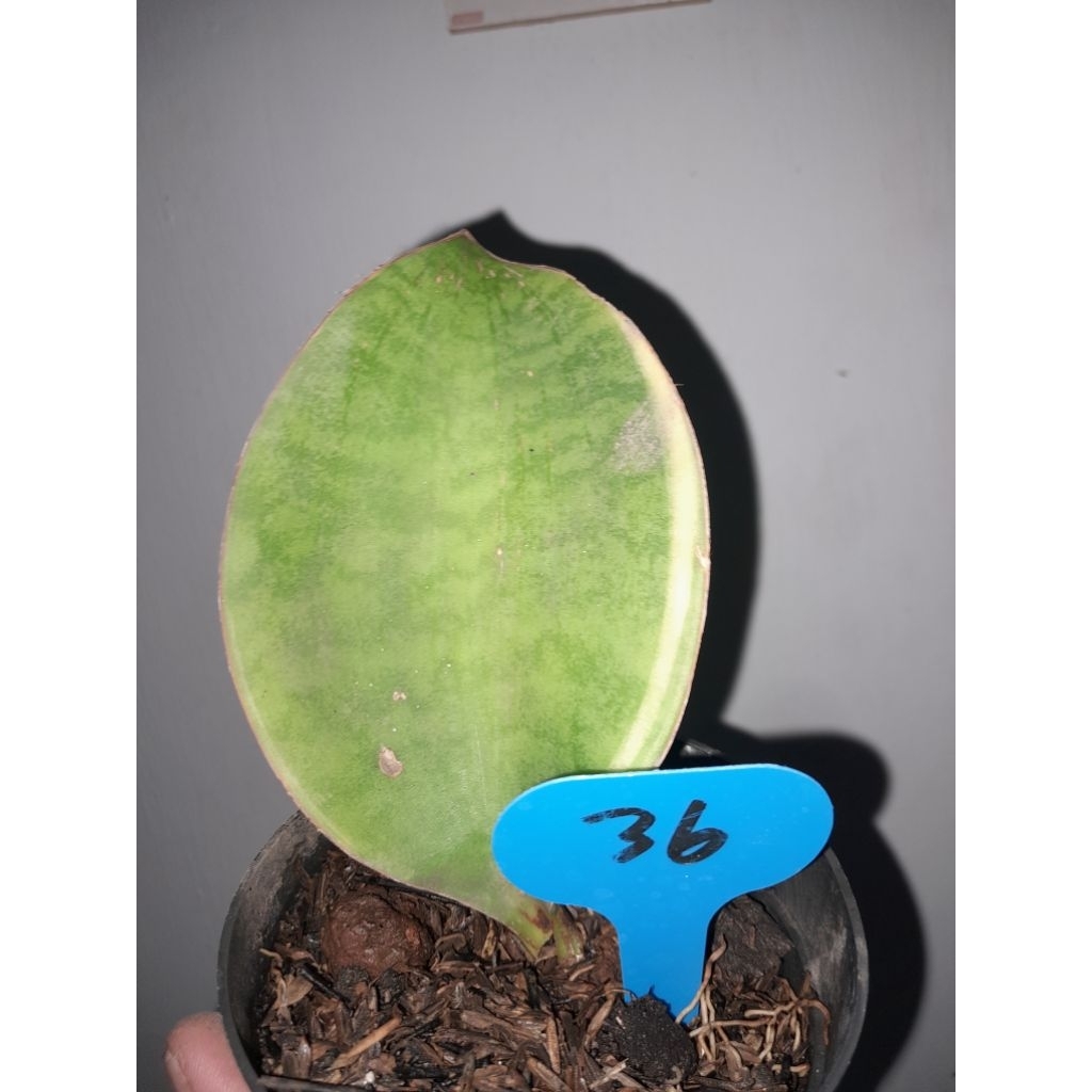 Sansevieria Giant masoniana varigata