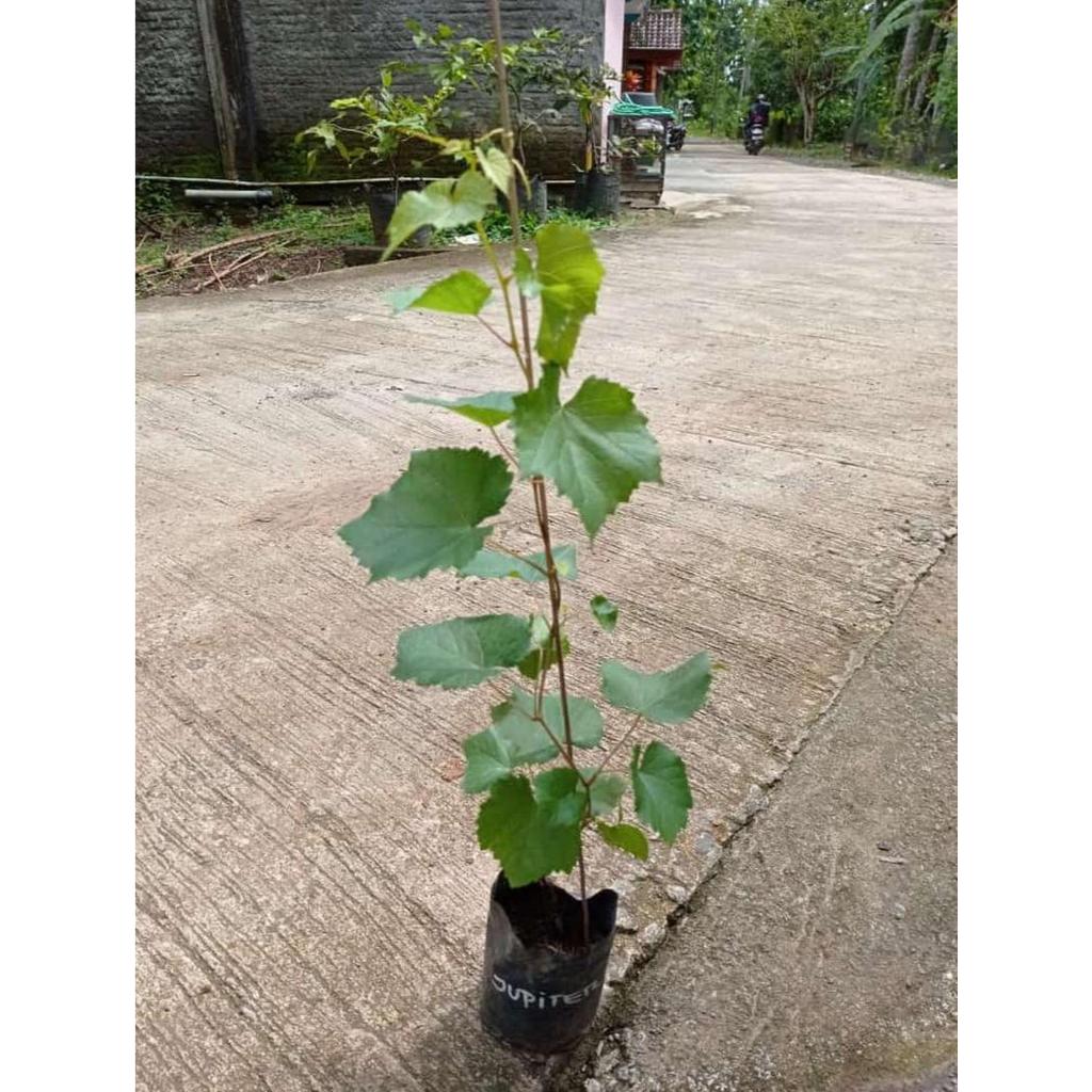 Bibit Anggur Jupiter Grafting - Tinggi 40-50 cm, Pucuk Aktif, Siap Tanam