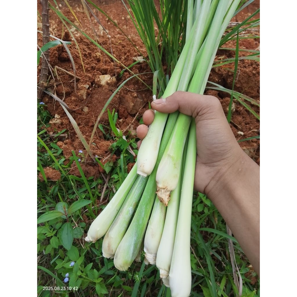 Serai gajah sereh jumbo 1kg