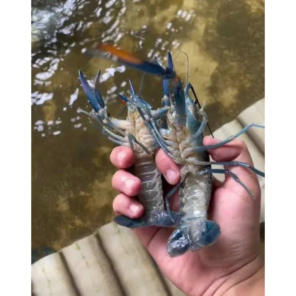 Indukan lobster air tawar