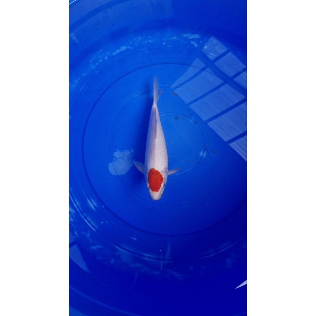 Koi Tancho Kohaku