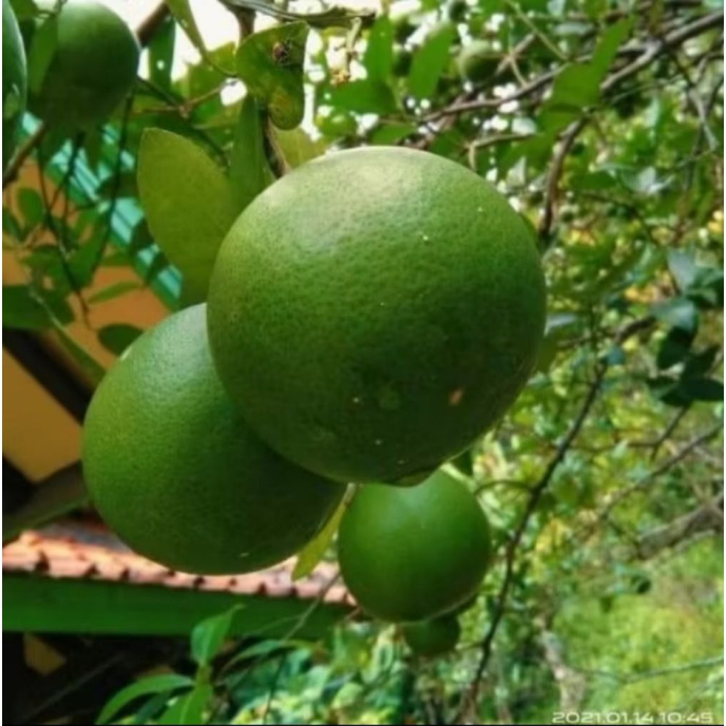Jeruk Bali Mini Sangat  Manis Dan Segar