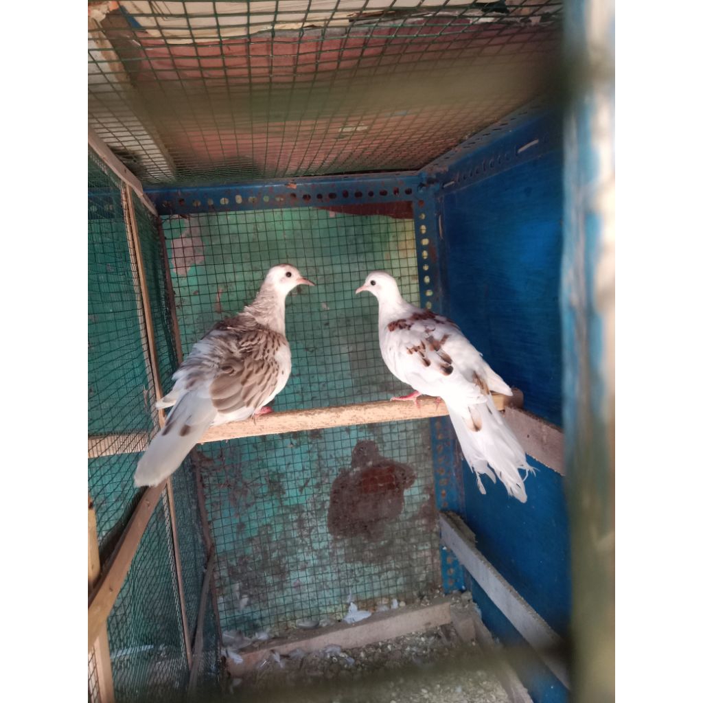 Telur fertil derkuku warna