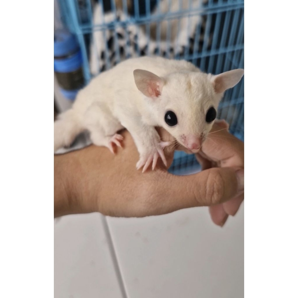 sg leucistic joey