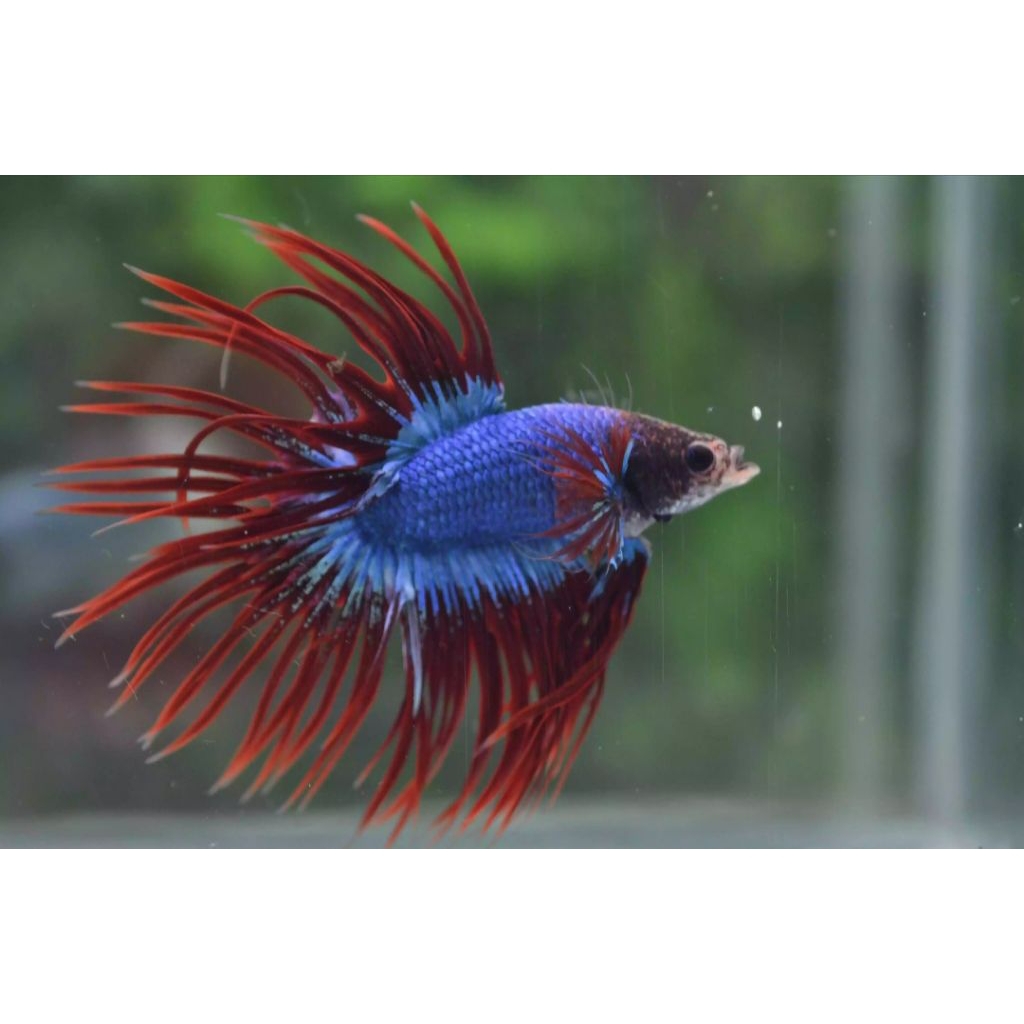 ikan cupang ct maskot terbaru impor thailand Gred A++ .jantan SIZE jumbo dewasa