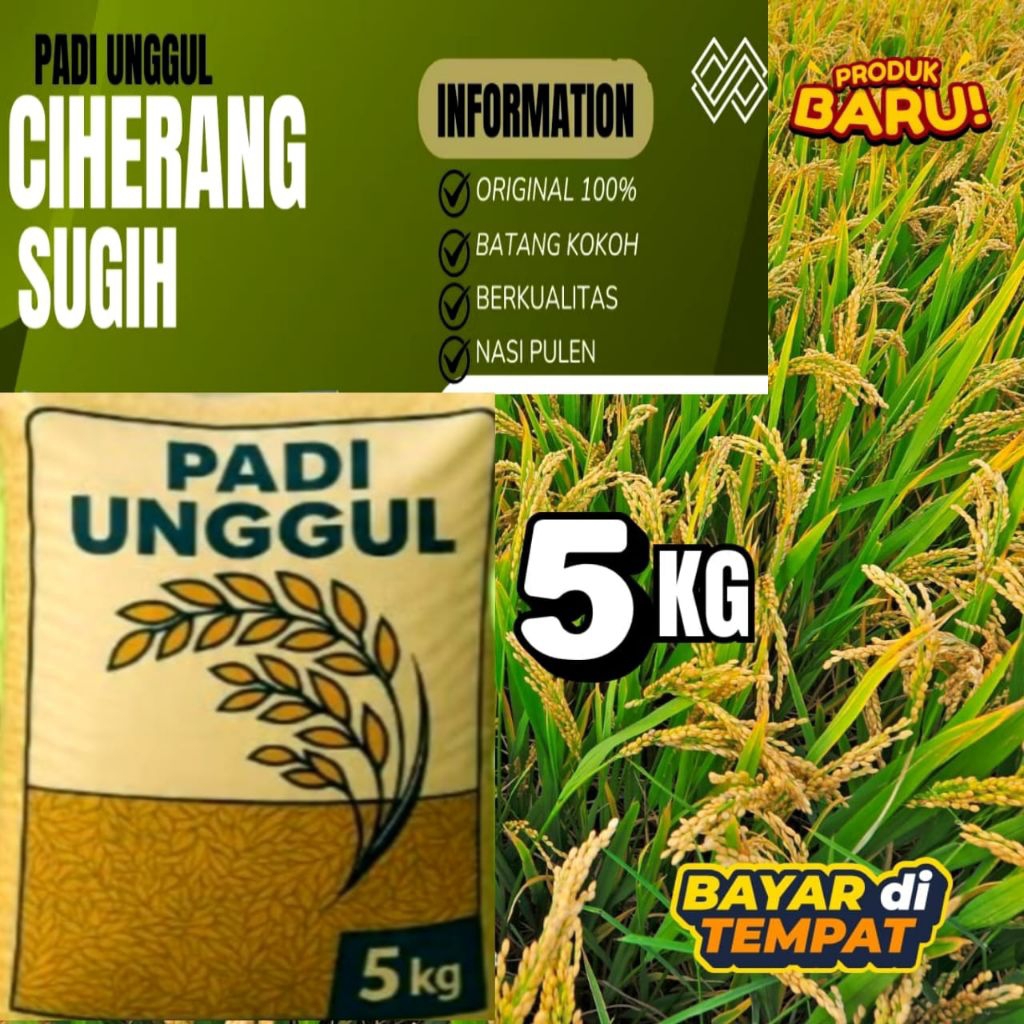 Benih padi original CIHERANG SUGIH Kemasan 5kg